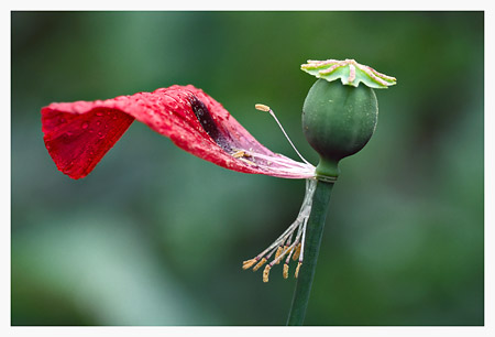 Oriental Poppy