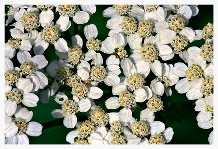 Wildflower Cluster